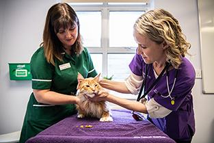 Vet and veterinary nurse examining a ginger cat